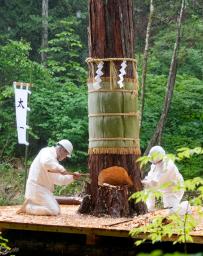 伊勢神宮の式年遷宮に向け、「三ツ緒伐り」の技法で伐採されるご神木=3日午後、長野県上松町の木曽谷国有林