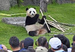アドベンチャーワールドの屋外運動場で竹を食べるジャイアントパンダ「結浜」=5月、和歌山県白浜町