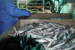 北海道根室市の花咲港で水揚げされるサンマ=2024年