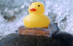 波が打ち寄せる海岸の石とゴムのアヒルをくっつけている「ハイドロゲル」=7月、北海道小樽市(北海道大提供)