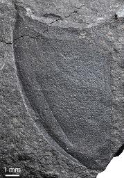 長崎市で発見された昆虫類の左側の翅化石(福井県立大恐竜学部、福井県立恐竜博物館、長崎市恐竜博物館提供)