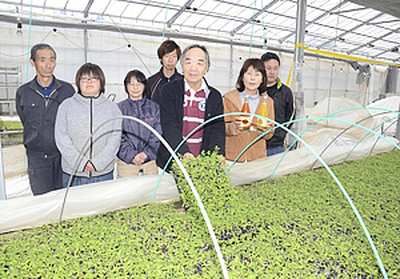 水耕栽培でプチトマト作りに取り組むカヤノキファームの只野代表（右から３人目）ら