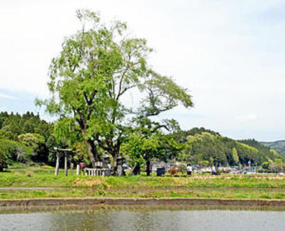 田植えが始まった田園地帯に立つ遊行柳。現在は昭和４９年に植樹されたという柳２本が観光客を迎える＝５月３日、那須町
