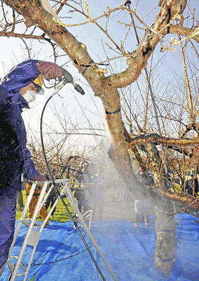 高圧洗浄機を使った樹皮の除染の実験の様子。本県農家は放射性物質の低減のため工夫を重ねた＝２０１１年１１月、福島市
