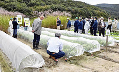 飯舘村で行われている食用作物の試験栽培。昨年の収穫物からは食品の基準値を超える放射性セシウムは検出されていない