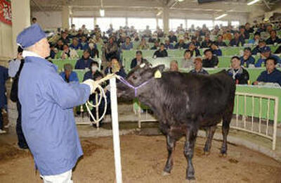 石川家畜市場で開かれた最後の和牛子牛競り。２０１３年に閉鎖、約１２０年の歴史に幕を閉じた