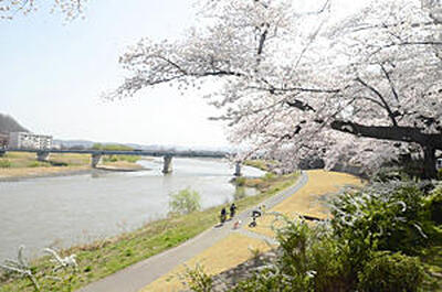 満開の桜と雪柳に彩られた阿武隈川の河畔「隈畔」。現在、桃の花は見当たらない