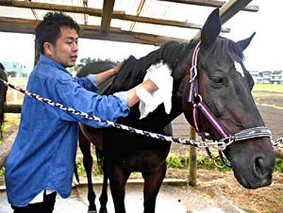 乗馬練習後、馬の体をタオルで拭いてスキンシップを図る記者
