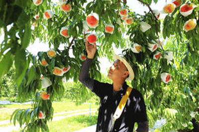 今の季節は川中島白桃が最盛期を迎えている（桑折町）