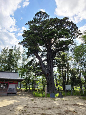 双葉町前田の稲荷神社境内にある「前田の大杉」。樹齢約千年、高さ約２３．５メートルの大木です
