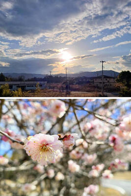 （上）窓からこんなきれいな景色が見えます。この写真は午後４時ごろに撮りました。太陽が会津の方に行った時の色はピンクとオレンジになります（下）今の大熊町は梅が咲いていて、あちこちで見られます