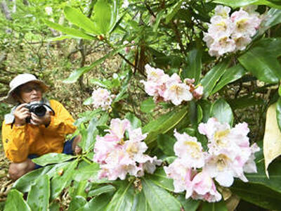 かれんな花を咲かせるネモトシャクナゲ＝１１日、福島市・磐梯吾妻スカイラインの浄土平周辺