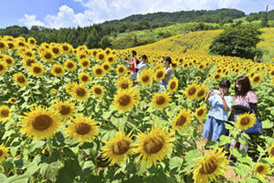 鮮やかに咲き誇るヒマワリ＝１９日午前、喜多方市・三ノ倉高原