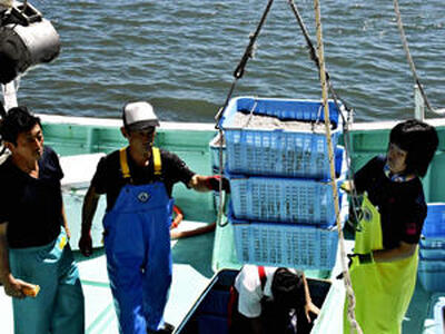 シラスを水揚げする相双漁協の漁業者＝２４日午前１０時ごろ、相馬市・松川浦漁港