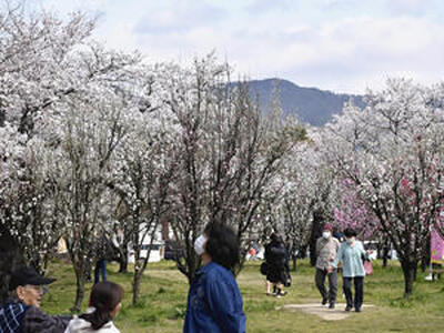 サクラとハナモモが一気に見頃となった花桃の公園＝８日午前、福島市飯坂町