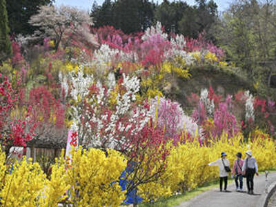 色鮮やかに咲き競う花木＝１６日午前、福島市飯野町