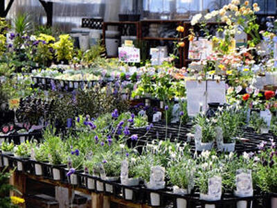 ポット苗をはじめ、さまざまな植物が並ぶ店内＝福島市・ガーデンプラザ華