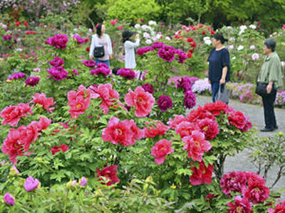 来園者の目を楽しませる色鮮やかなボタン＝１日、須賀川市・須賀川牡丹園