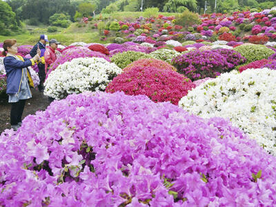 多彩な品種のツツジ約５千株が植えられている堂山つつじ公園