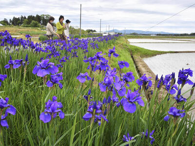 鮮やかな紫色の花を咲かせる「あやめロード」のアヤメ＝郡山市三穂田町