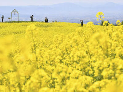 斜面に広がる色鮮やかな菜の花畑＝１０日、喜多方市・三ノ倉高原