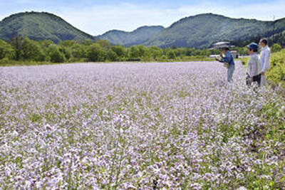 高原の畑一面に広がるアザキダイコンの花＝１１日午前、金山町・太郎布高原
