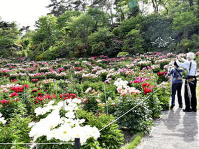 色とりどりの花を咲かせたシャクヤク＝須賀川市・大桑原つつじ園