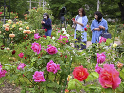 約４００種類、約８００本のバラが咲き誇るバラ園＝郡山市・開成山公園
