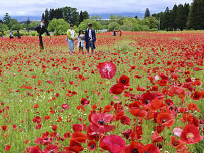 １２万５０００本のポピーの花が彩る猪苗代ハーブ園花畑