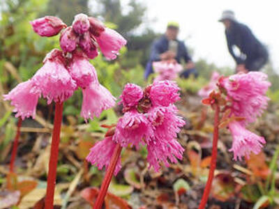 ピンク色の花を咲かせているイワカガミ＝４日、福島市・磐梯吾妻スカイラインの浄土平周辺