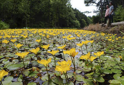 黄色い花を咲かせ水面を彩っているアサザ＝塙町・上渋井ハス園