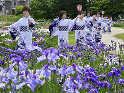 色鮮やかに咲き誇るハナショウブの中、花しょうぶ音頭が披露された＝１６日、喜多方市・御殿場公園
