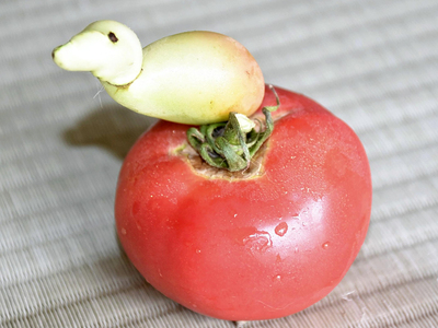 小鳥が止まったような姿に見えるトマト