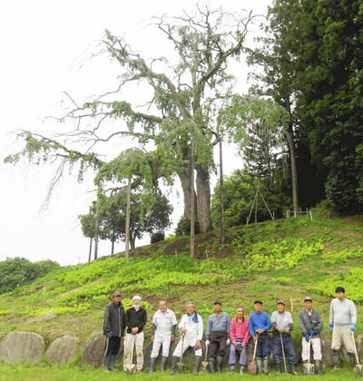 樹勢の衰えが見られる合戦場のしだれ桜。保存会メンバーはＣＦへの協力を求めている＝６月、二本松市