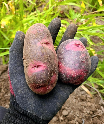 デストロイヤーというジャガイモです。外は赤くて、中は黄色です。スーパーにないジャガイモを作りたかったんです。今年はジャガイモを１０種類植えました。去年より大きいのがたくさんできました。草ぼうぼうの畑で自然に任せています