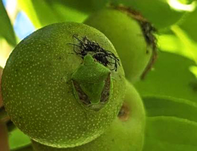ナシの果実にとまるチャバネアオカメムシ（県病害虫防除所提供）
