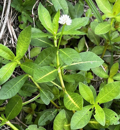 いわき市で発生が確認されたナガエツルノゲイトウ（県病害虫防除所提供）