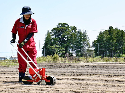 地区のシンボルの「前田の大スギ」を背景にニンジンの種をまく黒津さん