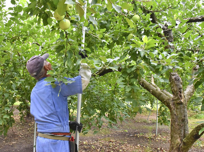 リンゴの木に立てた支柱を点検する生産農家＝１０日午後、福島市