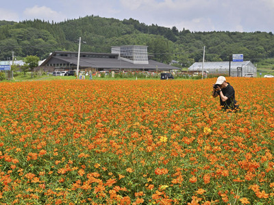 「いいたて村の道の駅までい館」向かいの花畑でオレンジや黄色に咲くキバナコスモス＝飯舘村