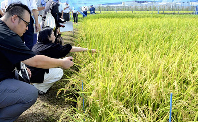 酒米の生育状況を確認する参加者