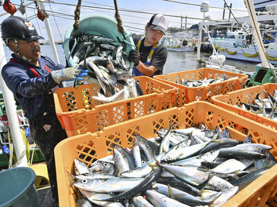 底引き網漁が再開され、サバなどが水揚げされた松川浦漁港＝相馬市