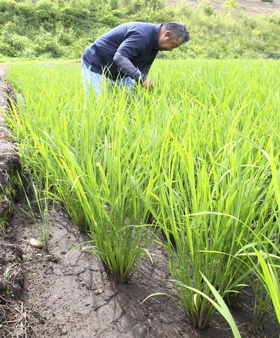 中干しが始まった田んぼ。土が露出し、ひび割れのようになっている＝７月、会津坂下町