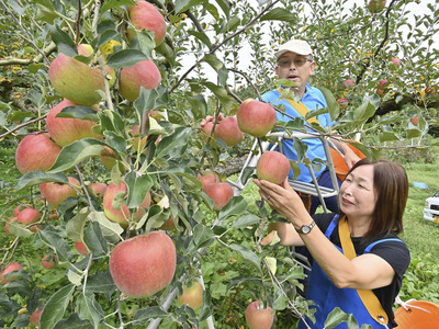 赤く色づいたわせ種のリンゴ「つがる」を収穫する菊地さん夫妻＝二本松市