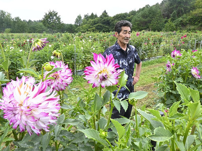 ダリアの花をめでる三浦さん