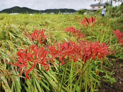 田んぼのあぜ道を彩るヒガンバナ＝福島市下鳥渡