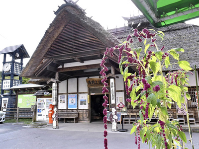 赤紫色のアマランサスが観光客を出迎える湯野上温泉駅前