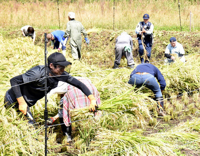 手刈りで「里山のつぶ」を刈り取る地域住民ら