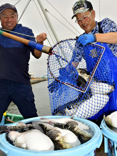 漁船から網ですくい上げられたトラフグ＝１日午前、相馬市・松川浦漁港