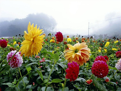 ダリアは人を元気にしてくれる花であり、私と古里をつなぐ絆でもある（写真集「花乃聲」より「ダリア」）